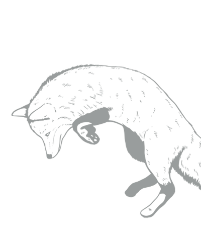 black_transparentfox