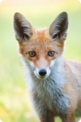 red_fox_2